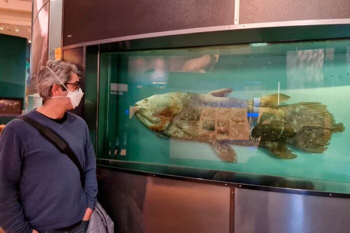 'Fóssil vivo': novo exame de peixe muda a compreensão da evolução craniana dos vertebrados