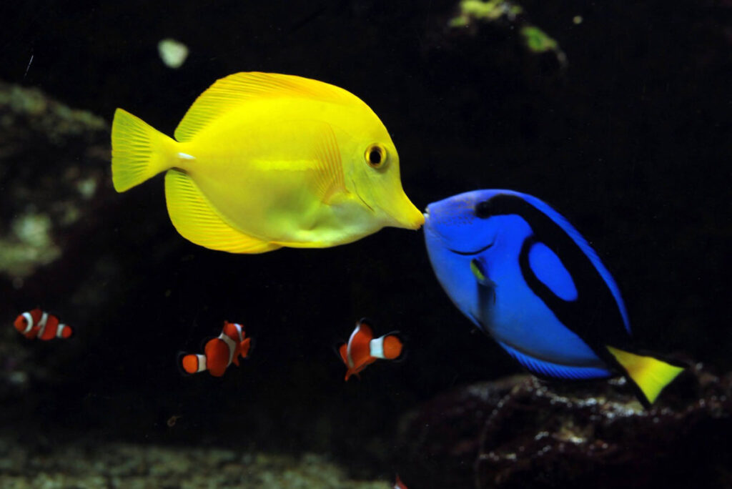 peixes