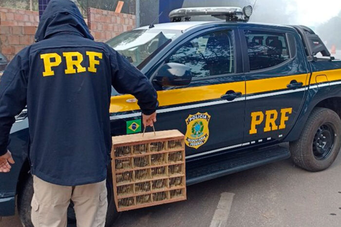 PRF apreende 109 pássaros trinca-ferro transportados ilegalmente em rodovia 1 pássaros em gaiolas