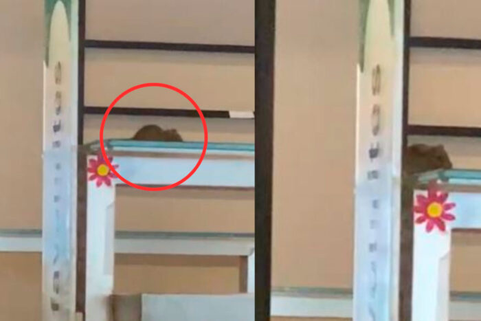 Rato aparece em 'bandejão' de universidade particular em São Paulo e local é interditado 1 rato puc sp foto reproducao redes sociais