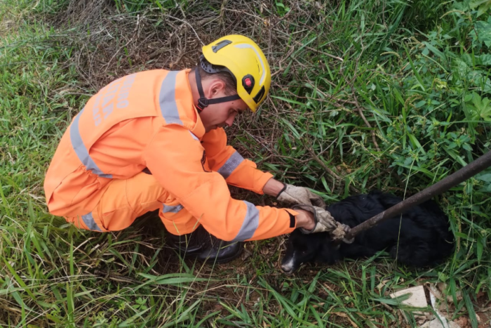 Cão cai em córrego e é resgatado pelo Corpo de Bombeiros 1 cão