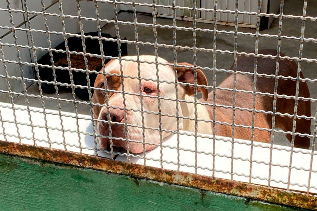 CAPA Pitbull Canil Municipal Foto Secretaria do Bem Estar Animal SEBEAL