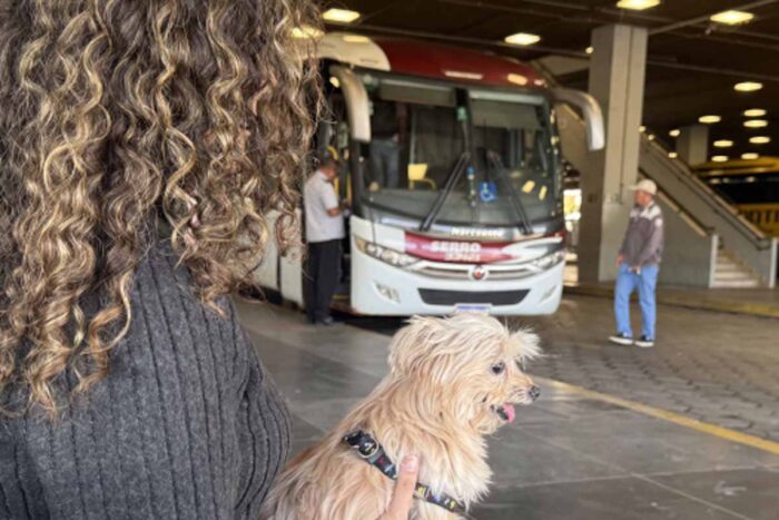 Cães e gatos em ônibus