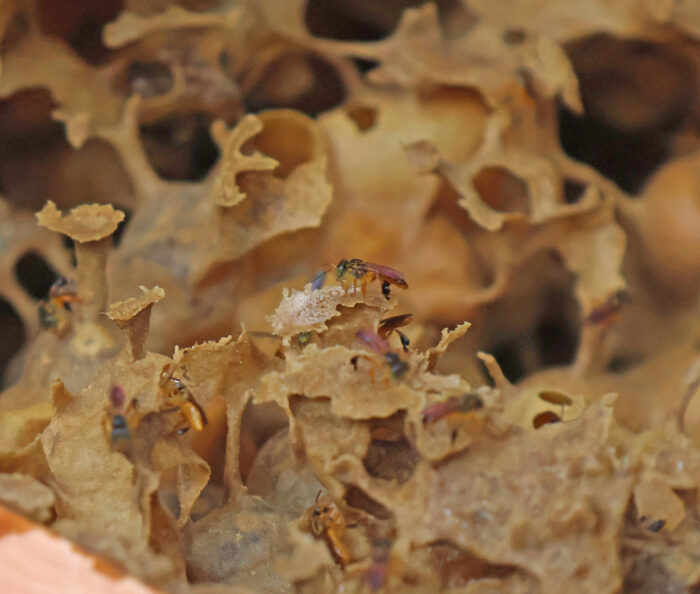 ENTRE SERRAS DE MINAS LIMA DUUARTE BEE NECTAR APIARIO ABELHAS FOTO LEONARDO COSTA 4