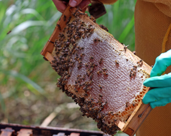 Com criação de abelhas e produção de mel, casal mantém reserva e proporciona experiências a visitantes 2 ENTRE SERRAS DE MINAS LIMA DUUARTE BEE NECTAR APIARIO ABELHAS FOTO LEONARDO COSTA 8