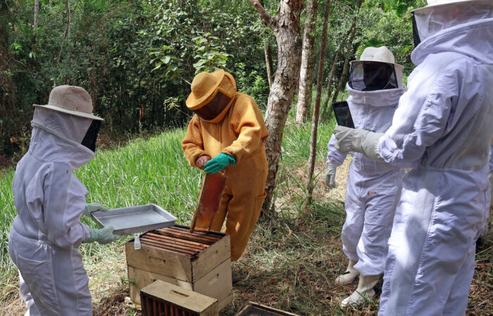 Com criação de abelhas e produção de mel, casal mantém reserva e proporciona experiências a visitantes 3 ENTRE SERRAS DE MINAS LIMA DUUARTE BEE NECTAR APIARIO ABELHAS FOTO LEONARDO COSTA 9