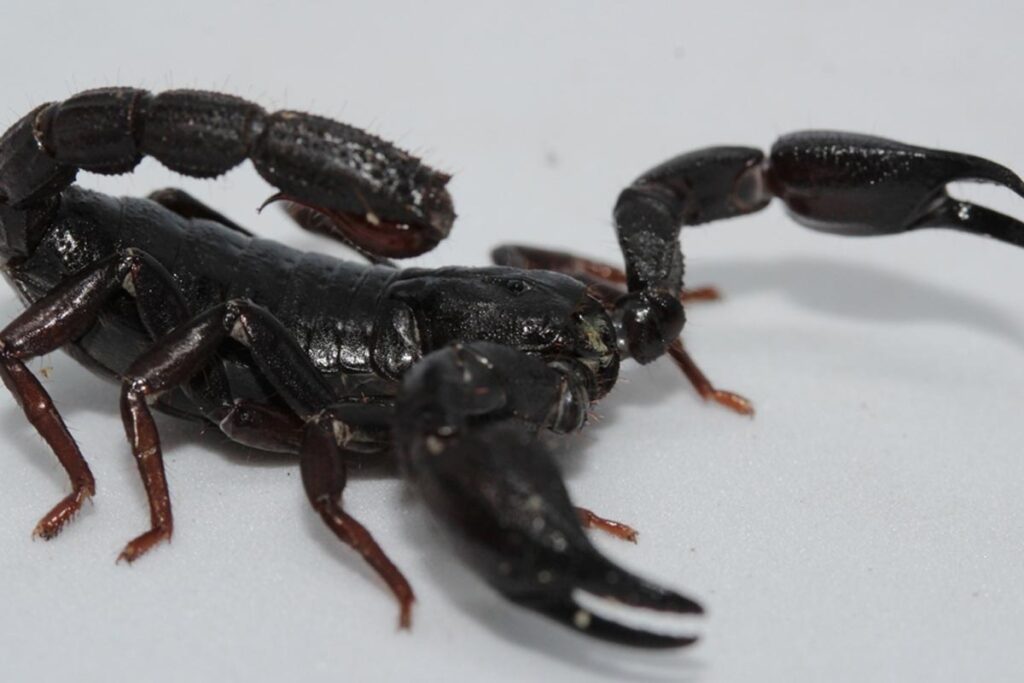 Toxina de escorpião da Amazônia pode matar células de câncer de mama 2 Toxina de escorpião da Amazônia pode matar células de câncer de mama