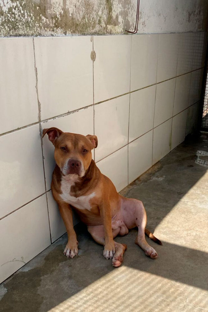 Ação conjunta entre órgãos públicos promove conscientização sobre criação e manejo de Pitbulls
