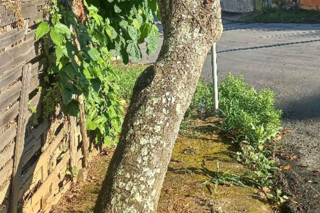 Árvore com risco de queda atrapalha a mobilidade e causa riscos a pedestres no Jardim dos Alfineiros 2 VU jardim dos Alfineiros Contribuicao do leitor
