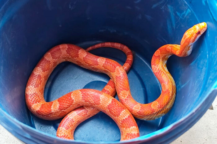Serpente é capturada em residência na Zona Norte 1 Serpente é capturada em residência na Zona Norte de Juiz de Fora