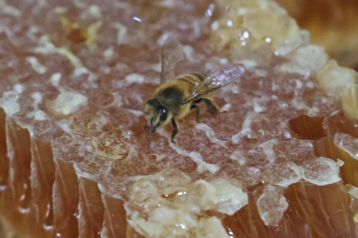 'Necessárias para nossa sobrevivência': abelhas desempenham papel na manutenção da biodiversidade