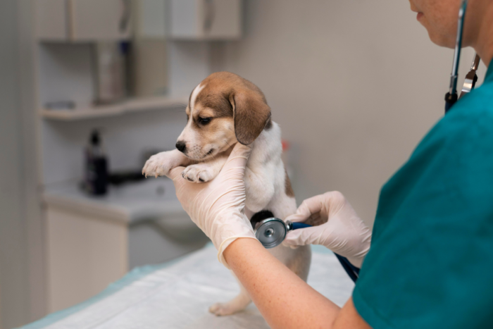 filhote de cachorro no veterinario