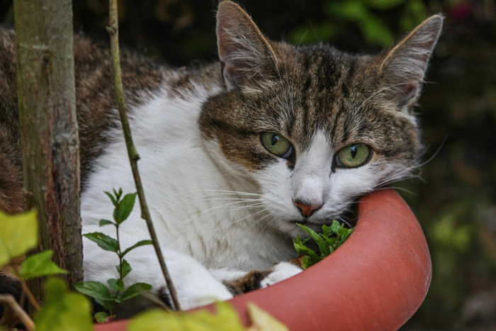gato na planta