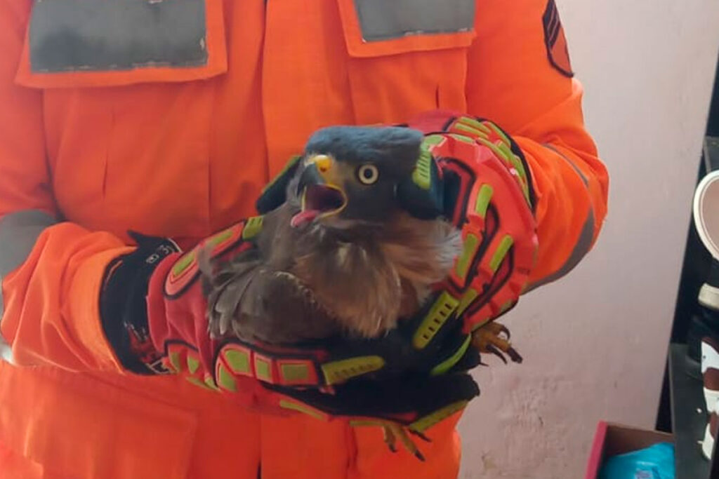 Gavião fica preso em armadilha e é resgatado pelos Bombeiros 2 gaviao bombeiros lafaiete