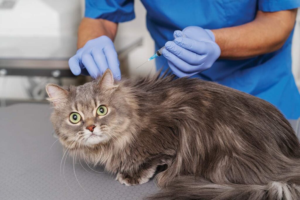 ok capa close up veterinary doctor taking care pet