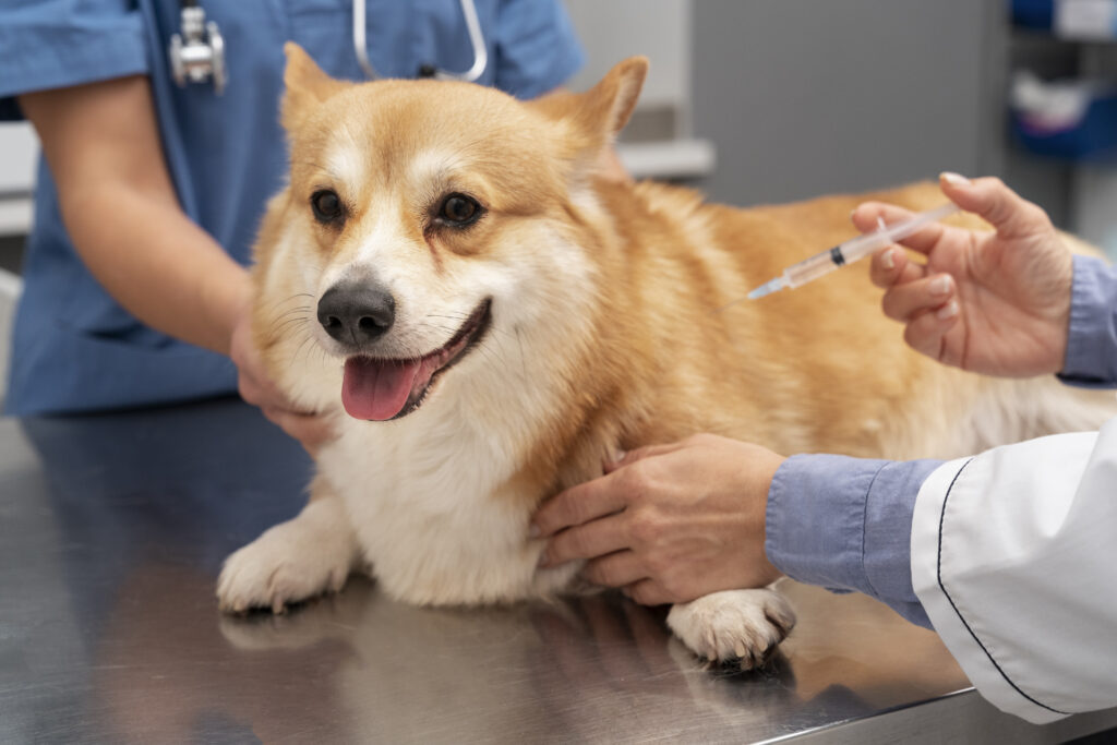 Saiba quais são as vacinas que o seu pet deve tomar 1 veterinarian taking care pet dog 1