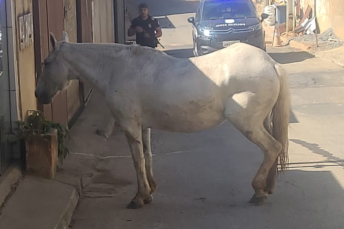 Polícia Civil prende suspeito por furto de éguas de raça na região 1 Éguas