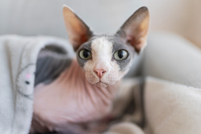Confira 6 raças de gato sem pelo