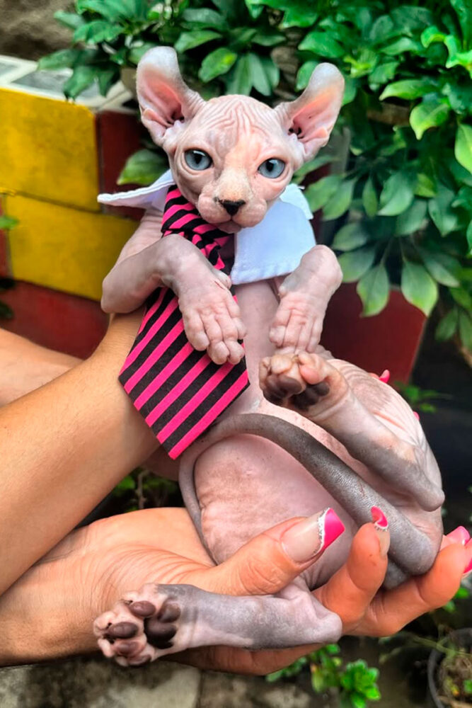 Confira 6 raças de gato sem pelo