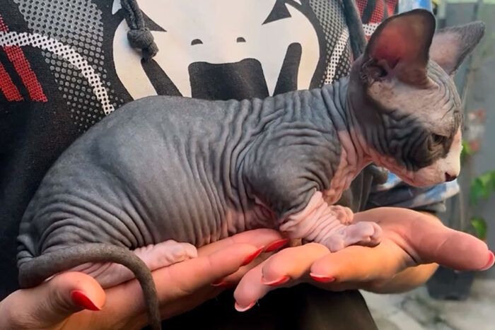Confira 6 raças de gato sem pelo
