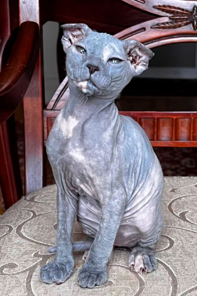 Confira 6 raças de gato sem pelo