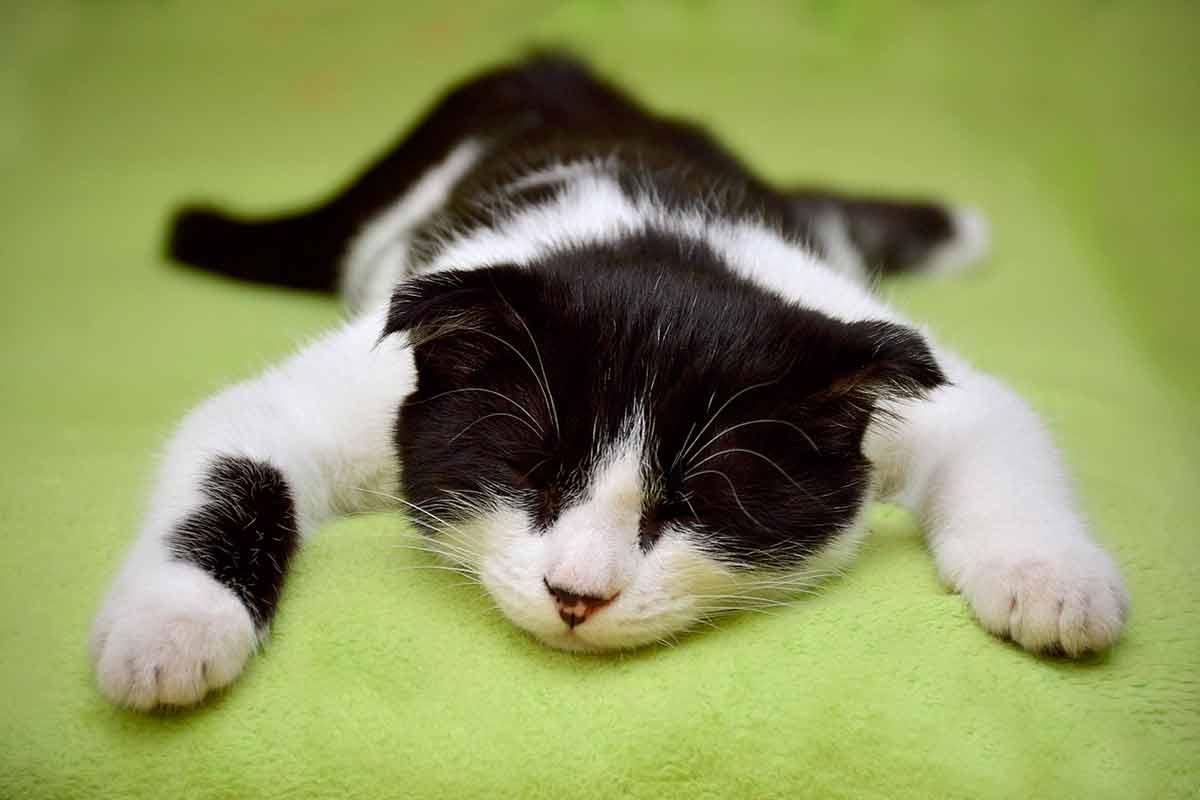 Maneiras de chamar o gato