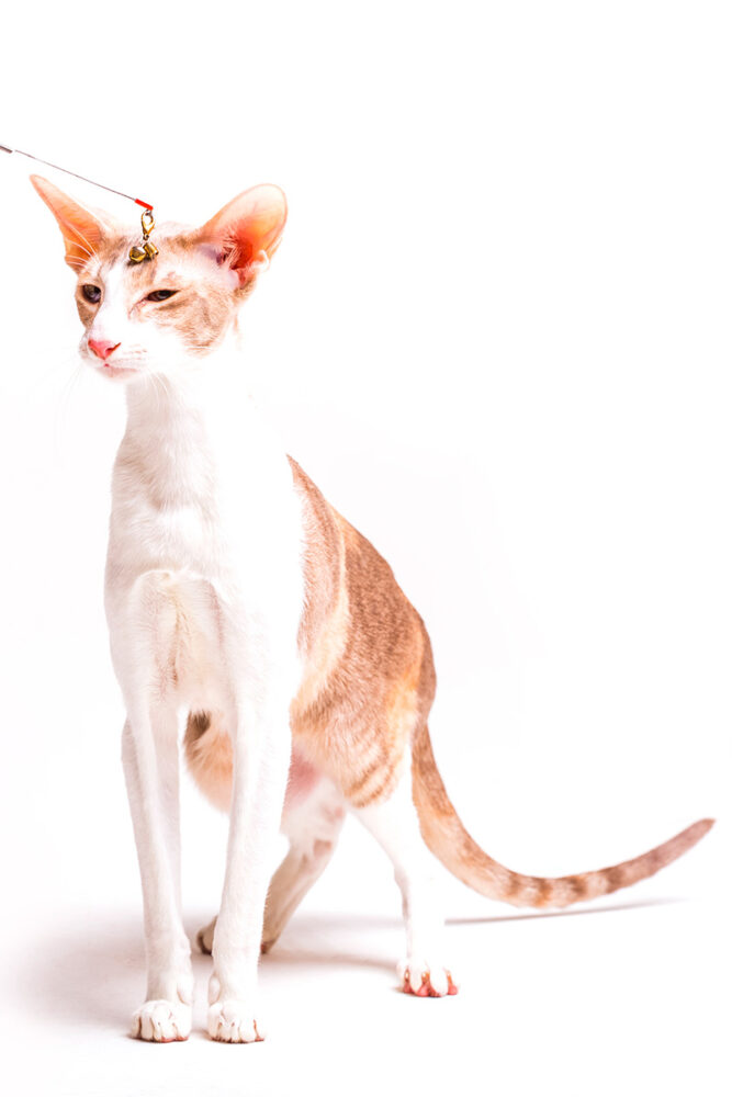 Confira 6 raças de gato sem pelo