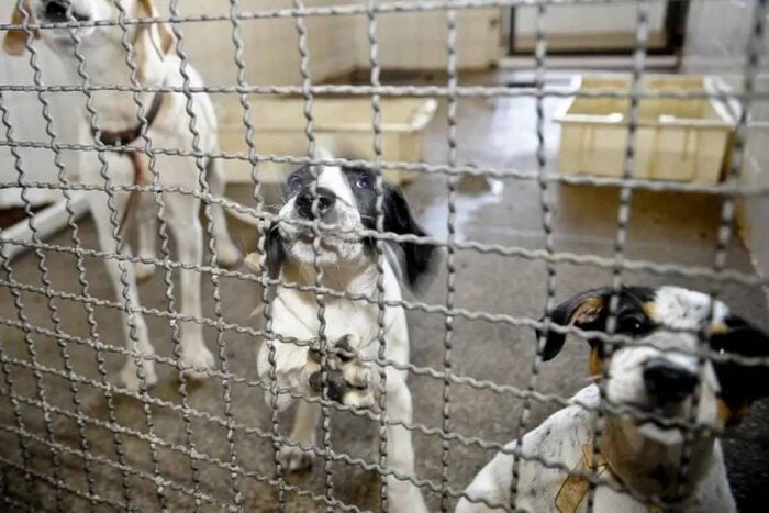 Câmara aprova proibição de uso de animais em testes cosméticos 1 Câmara aprova proibição de uso de animais em testes cosméticos