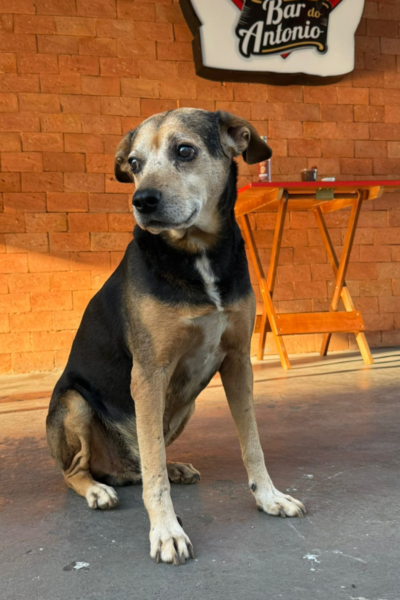 cachorro di buteco 6 cachorro di buteco 6
