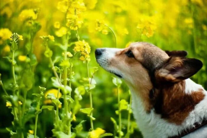 Olfato poderoso: conheça 8 animais com faro desenvolvido 1 olfato