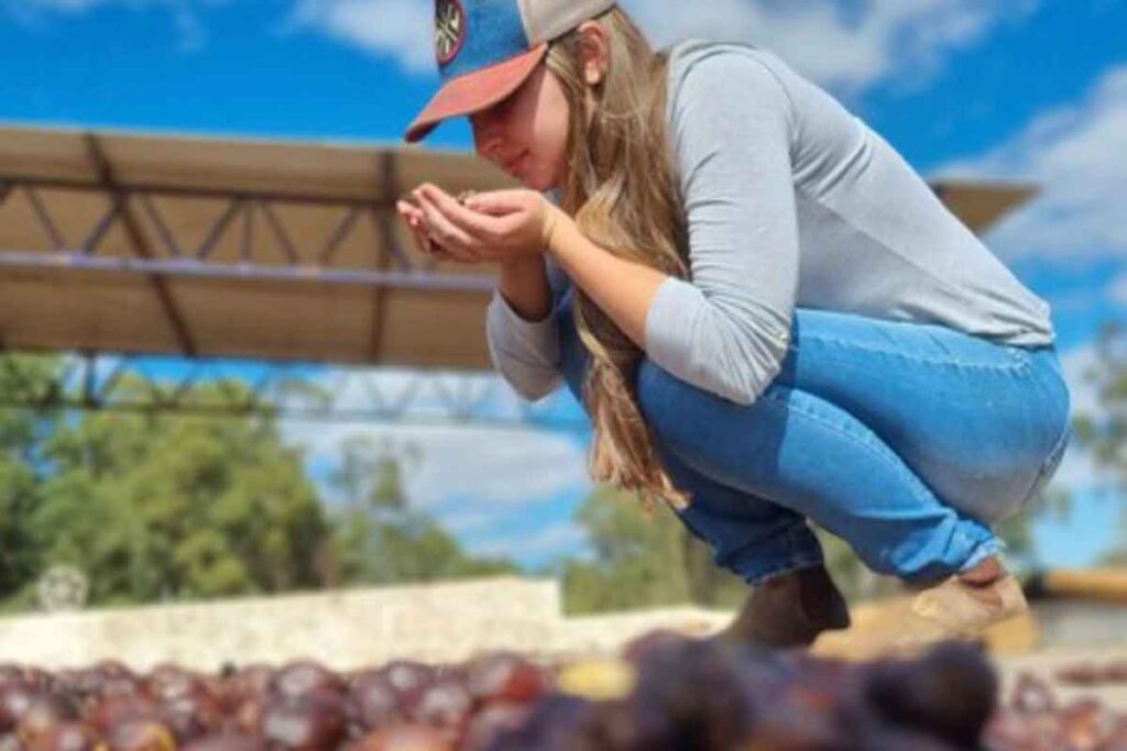 Fermentação controlada transforma grãos verdes em cafés especiais, aponta pesquisa da UFU 2 cafe fapesp