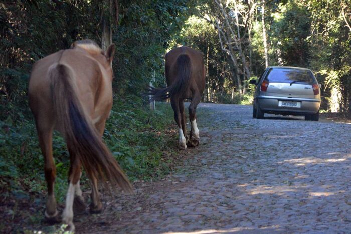 Câmara aprova multa de até R$ 2.500 por animais de grande porte soltos 1 Câmara aprova multa de até R$ 2.500 por animais de grande porte soltos