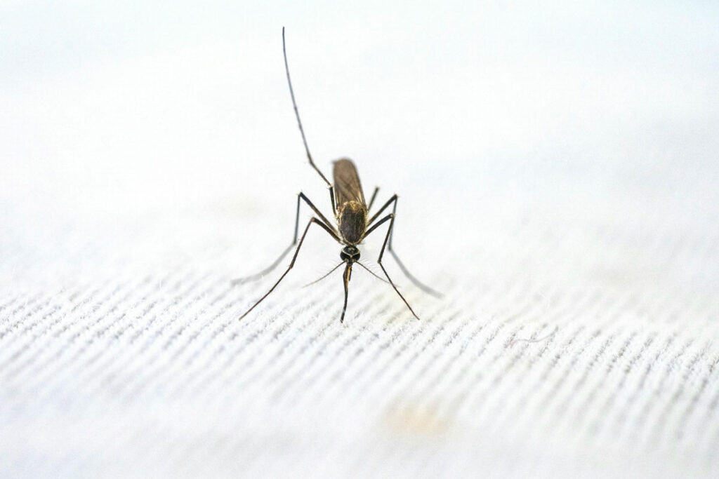 Dengue em Juiz de Fora: painel confirma terceiro óbito e mais de mil casos
