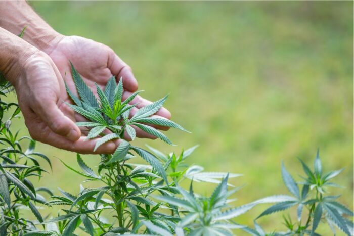 Descriminalização da maconha: “Mutirão terá eficácia importante na revisão dos processos”, avalia advogado