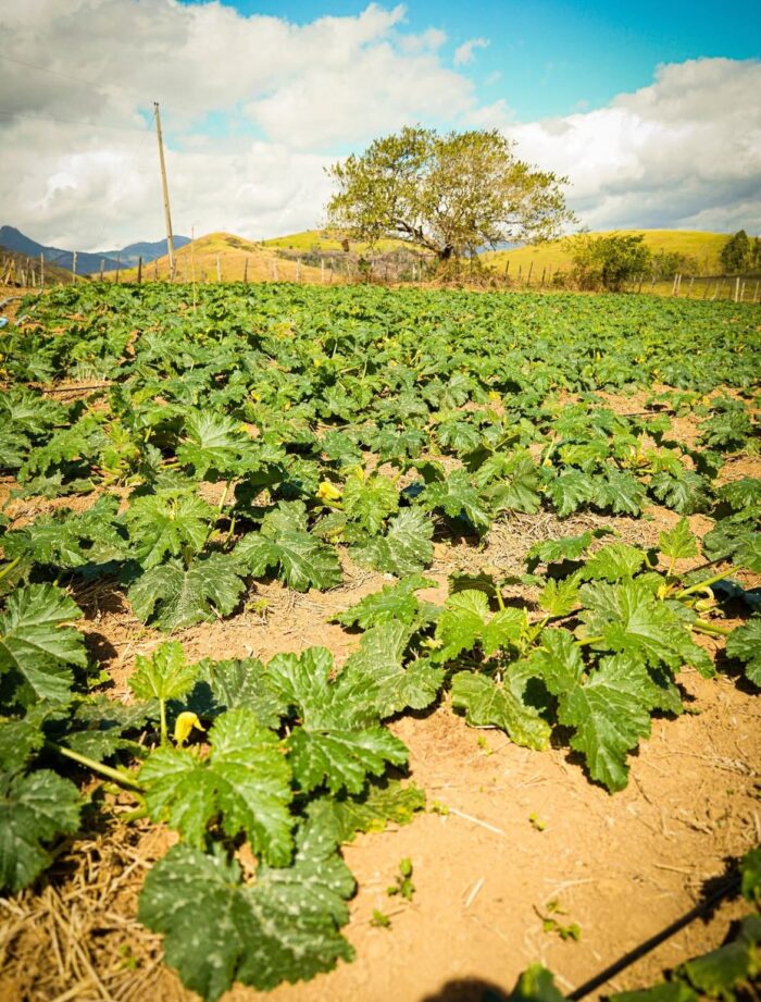 Da terra a mesa os pequenos produtores que movimentam a economia de JF Reproducao
