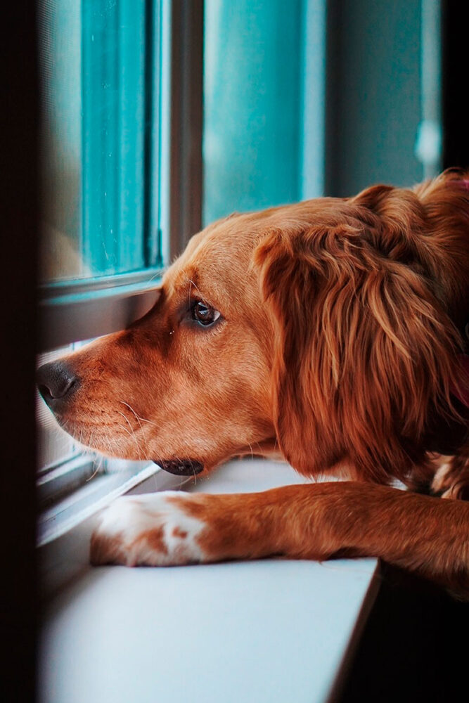 7 dicas para o animal se adaptar com mudanças na rotina