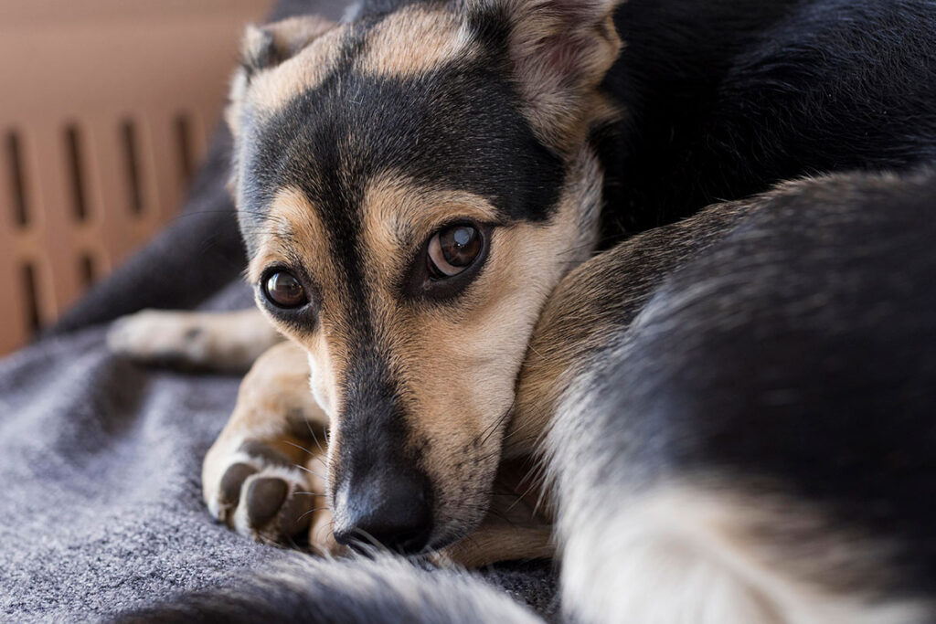 Nem sempre o nariz quente indica febre no cachorro; veja o que observar