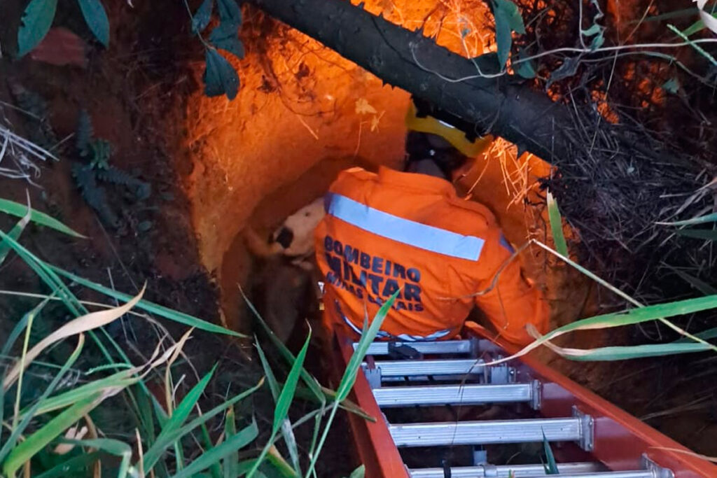 cachorros resgatados bombeiros conselheiro lafaiete