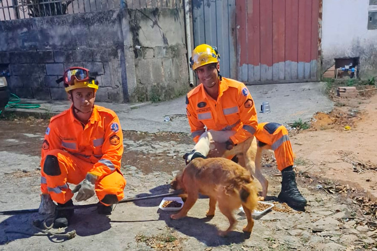 cachorros-resgatados-bombeiros-conselheiro-lafaiete.jpg2