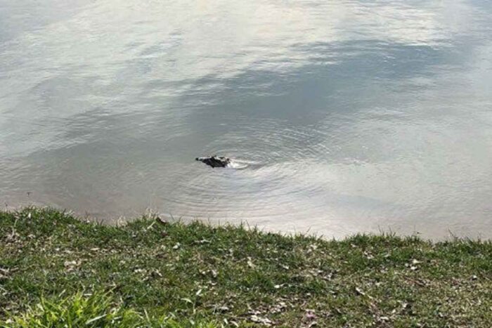 Jacaré com arpões cravados no corpo é resgatado de lagoa em Minas Gerais 1 jacare bombeiros