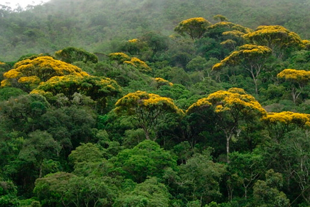 Minas Gerais já plantou mais de 5 milhões de mudas da meta do Tratado da Mata Atlântica 1 mata atlantica evandro rodney agencia minas