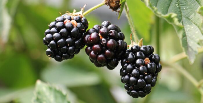 5 benefícios das frutas vermelhas para a saúde 1 pexels amora