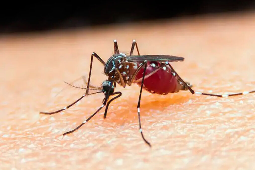 prefeitura de caraguatatuba divulgacao malaria