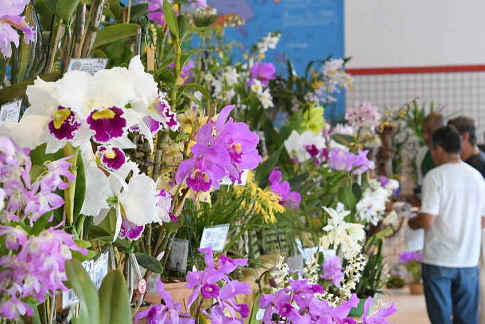 Juiz de Fora sedia 23ª Exposição Nacional de Orquídeas 1 uploads MARCELO RIBEIRO 24.08.2018 05.08.27 h DSC 3237