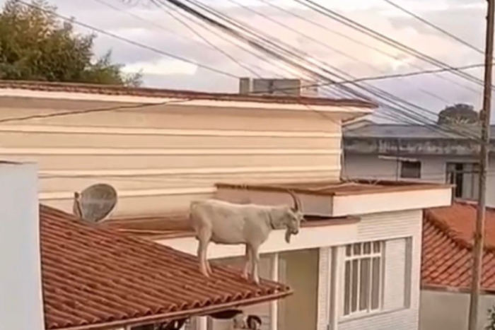 bode no telhado barbacena