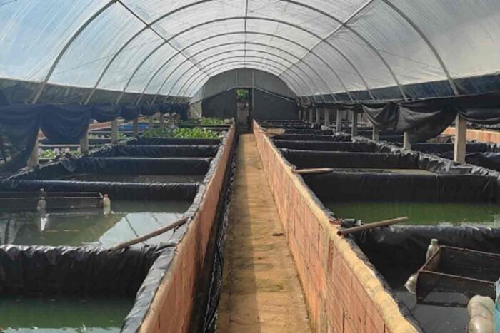 IMA institui a certificação de peixes ornamentais em Minas 1 Minas