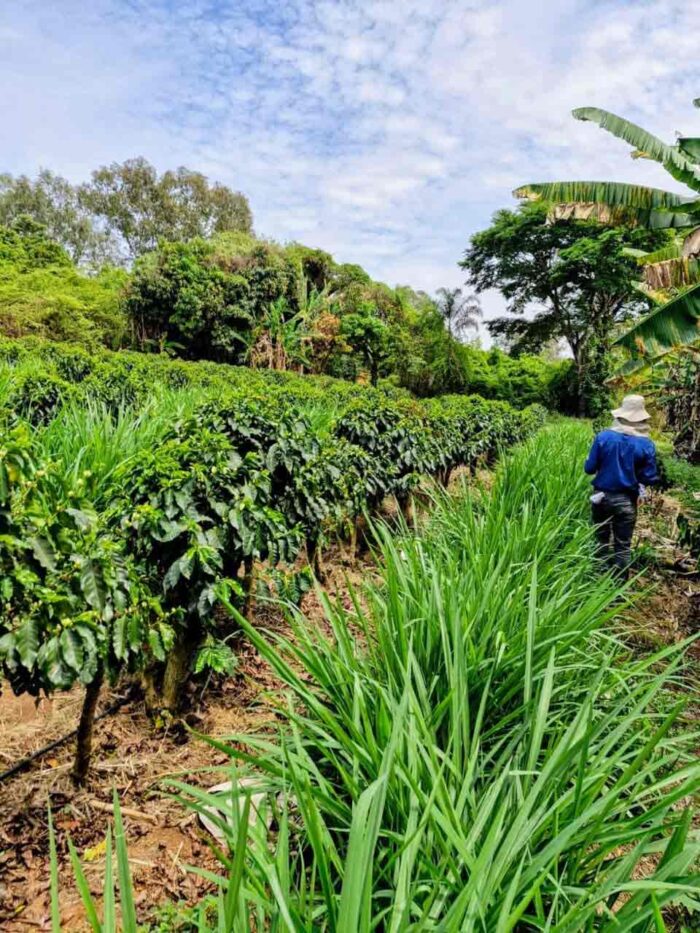 fazenda 