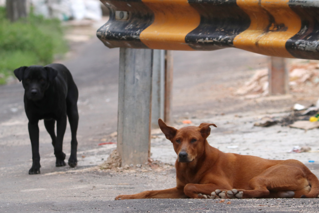Câmara analisa inclusão de animais em programa de retorno de pessoas em situação de rua para cidade de origem 2 Câmara analisa inclusão de animais em programa de retorno de pessoas em situação de rua para cidade de origem