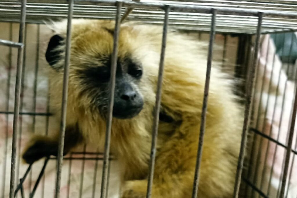 Quatro são presos com filhotes de animais silvestres na BR-040; multas somam quase R$ 1 milhão