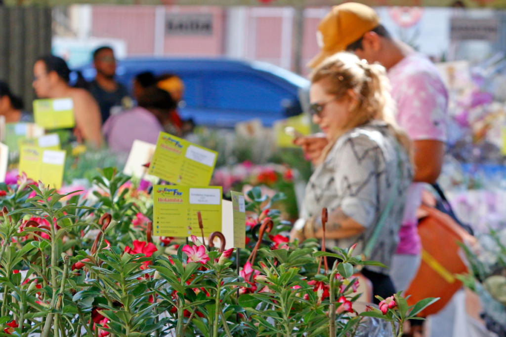 Com 150 espécies de flores, Feira de Holambra começa nesta quinta em Juiz de Fora 4 Feira de Holambra Leonardo Costa
